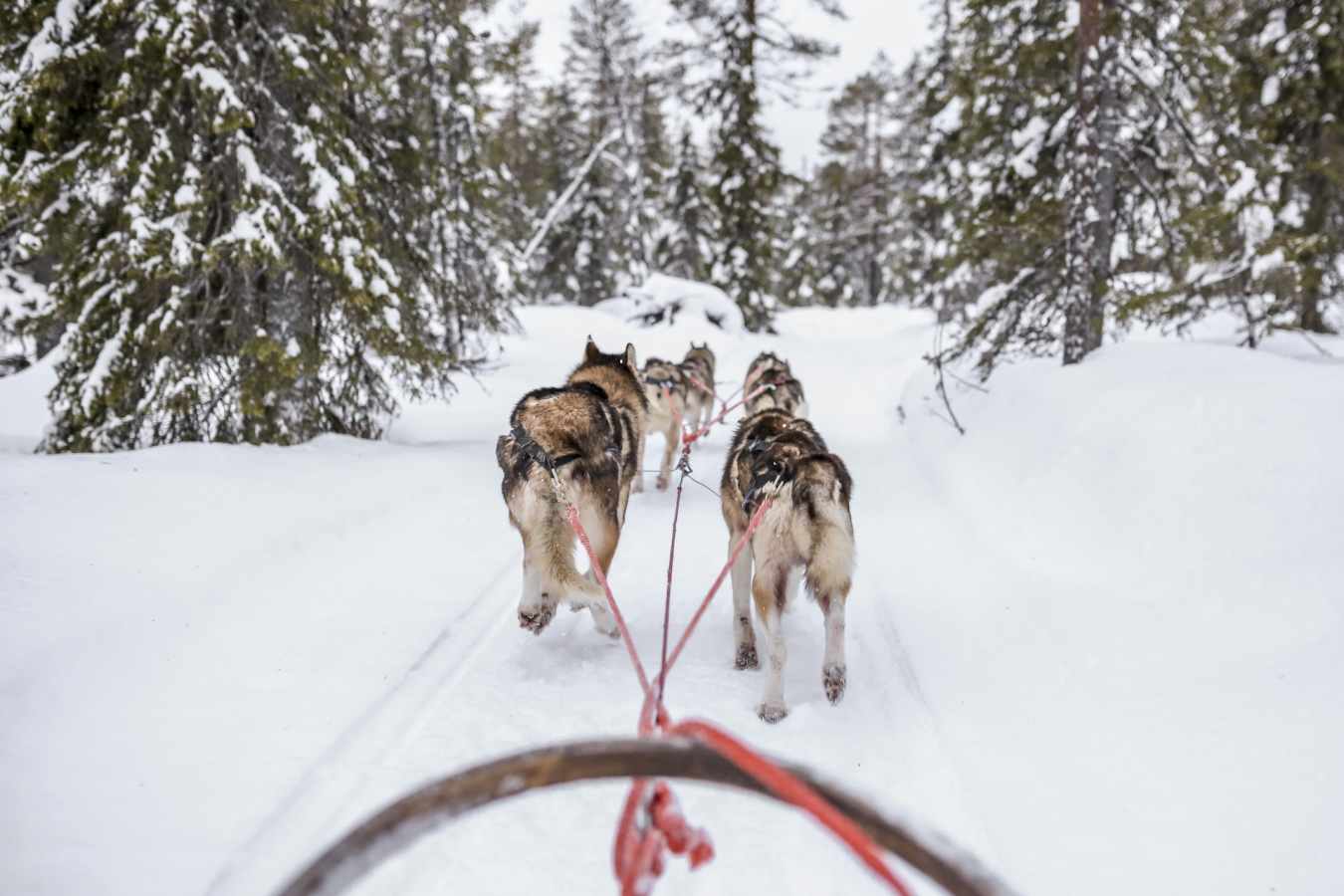 Husky sledding