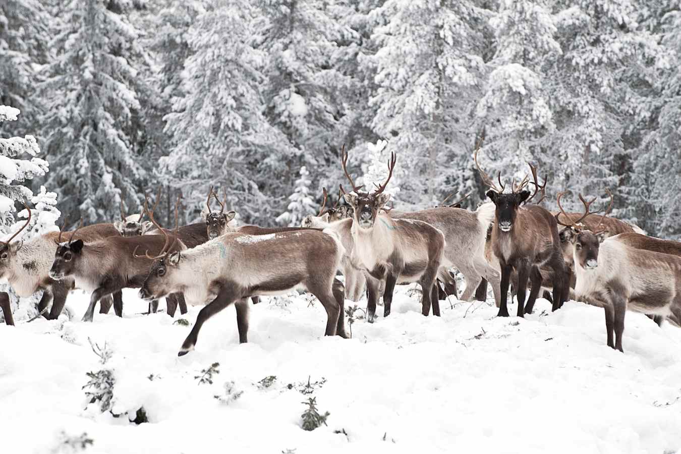 Reindeer - Swedish Lapland for families