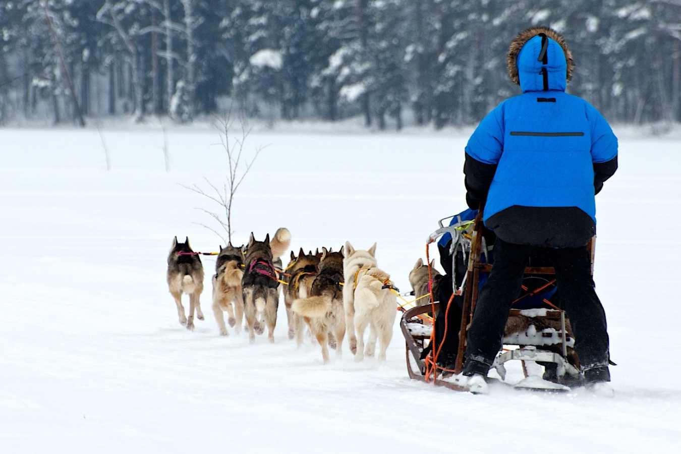 Dog sledding Arctic Retreat