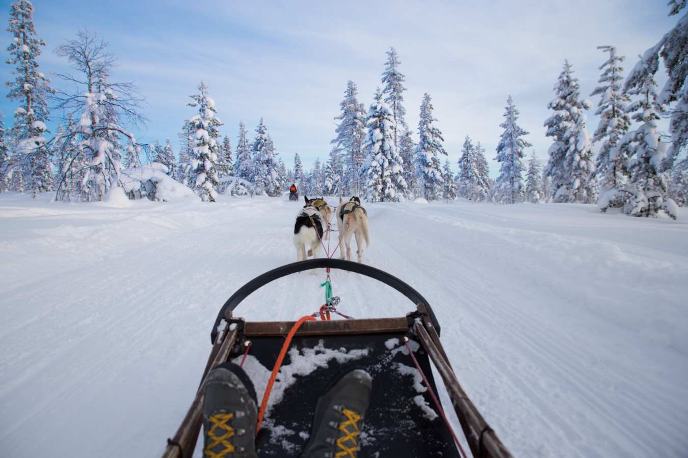 Husky sledding