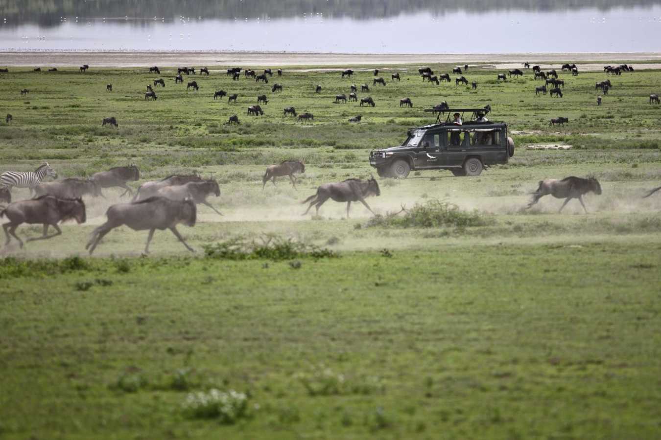 Serengeti Under Canvas game drive