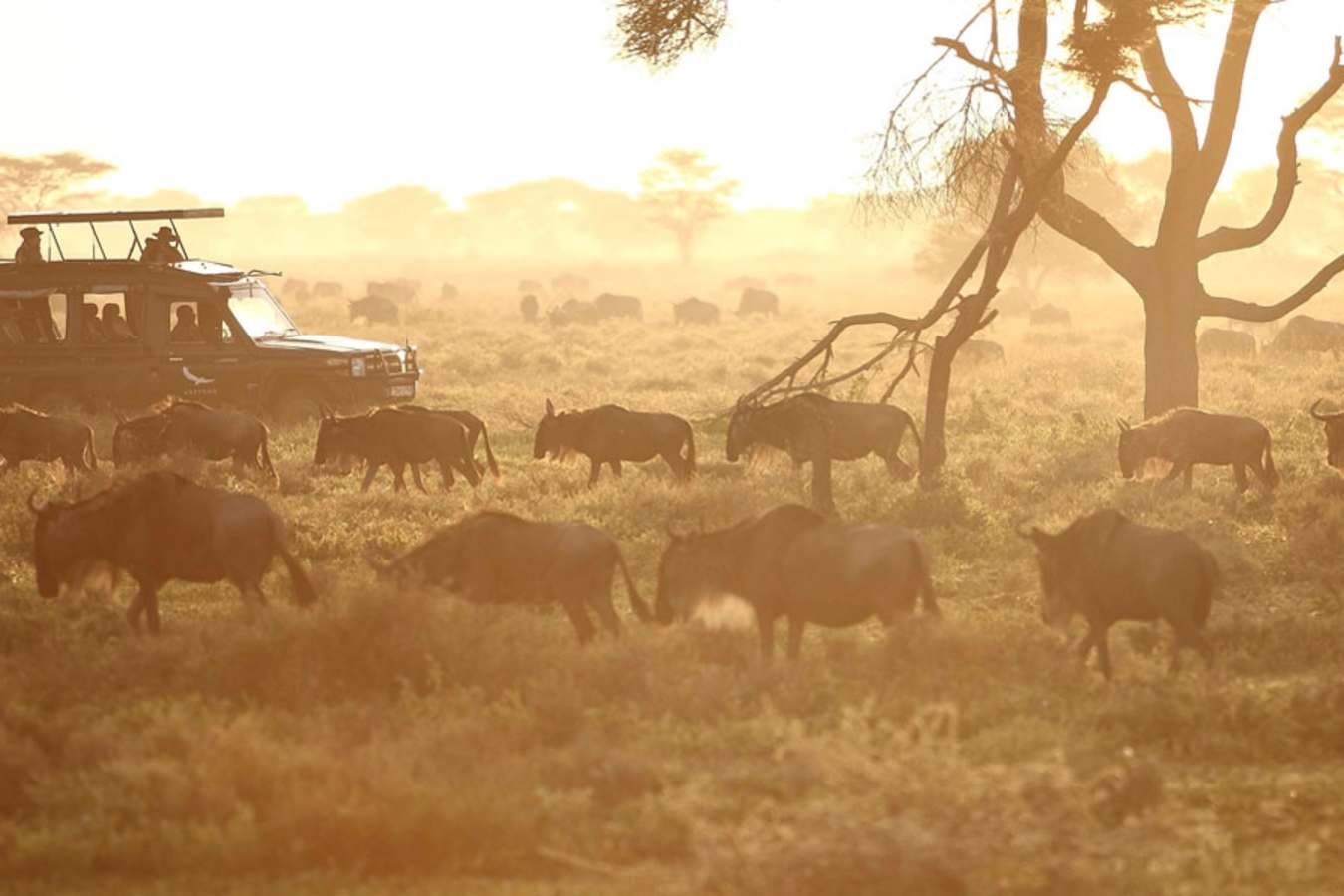 Game drive - Serengeti Under Canvas