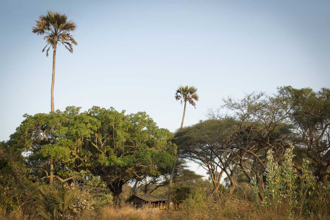 Tent in the trees - Chada Katavi