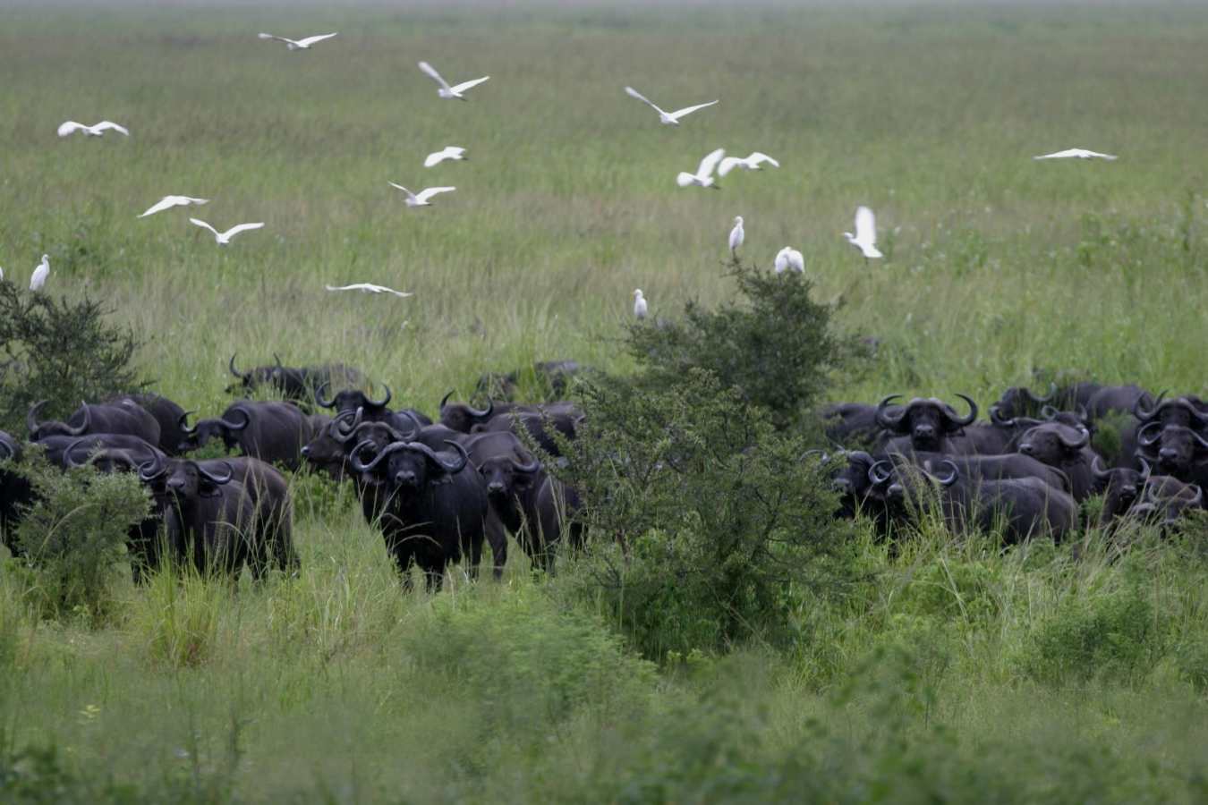 Buffalo - Chada Katavi