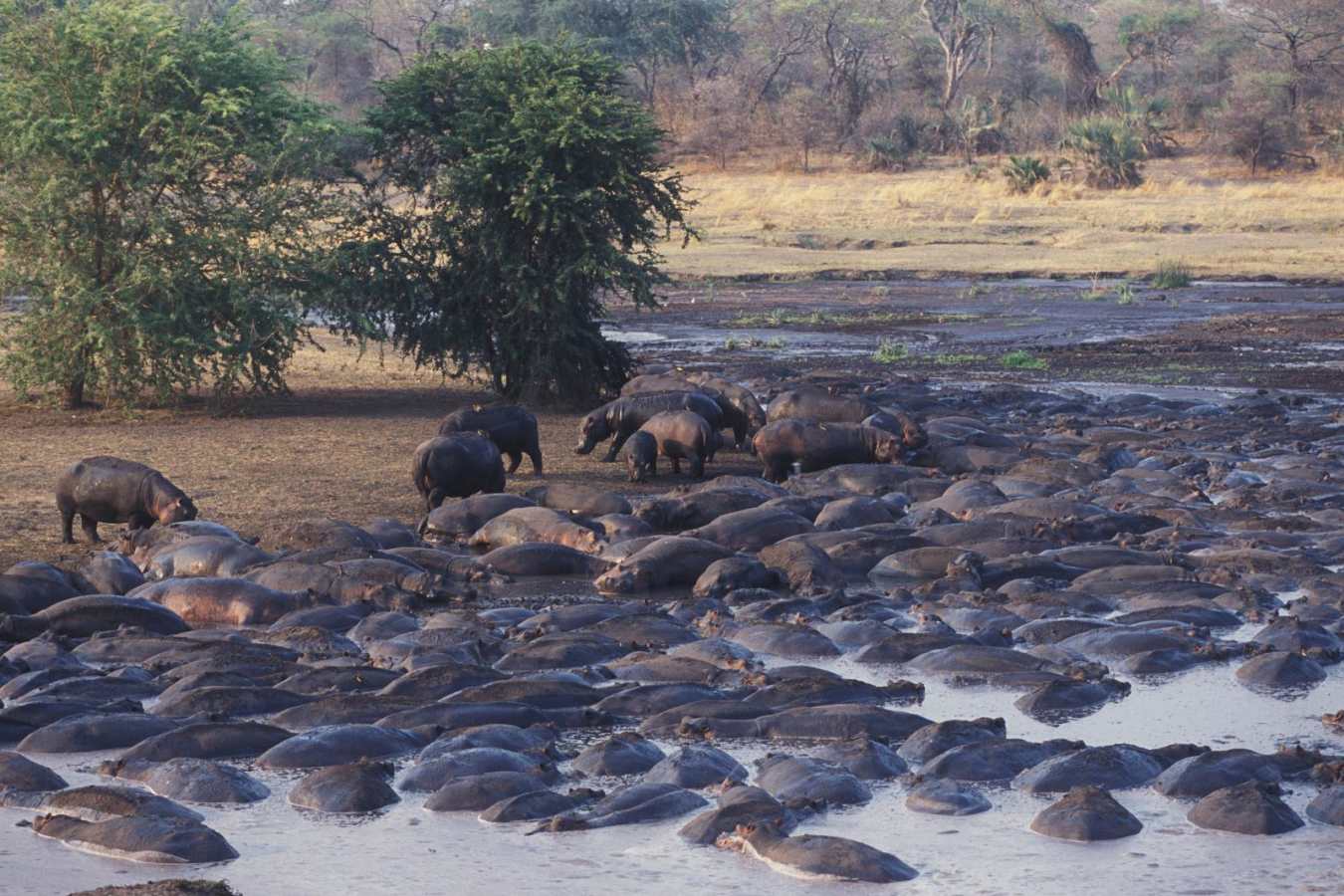 Hippos - Chada Katavi