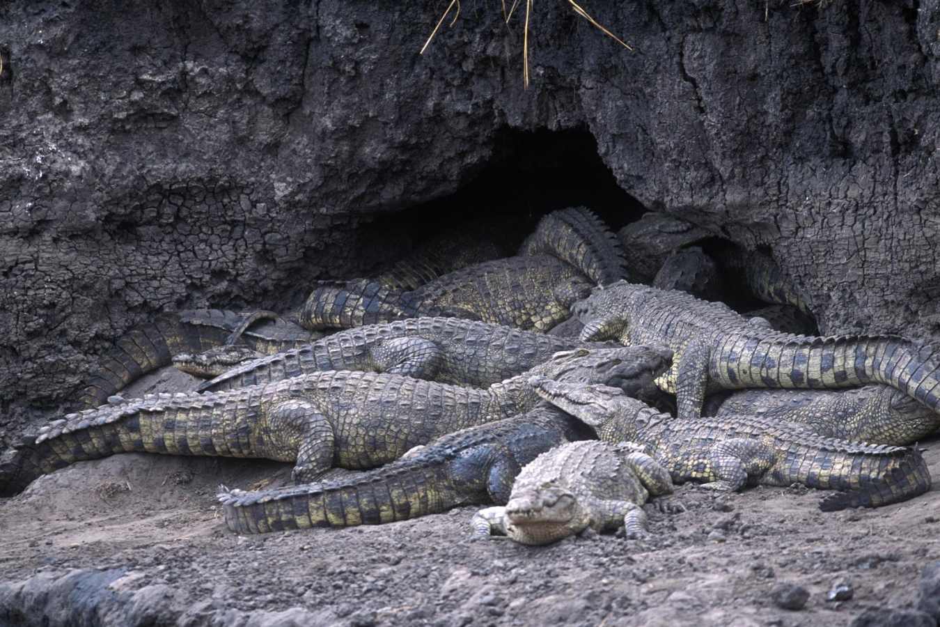 Crocs - Chada Katavi