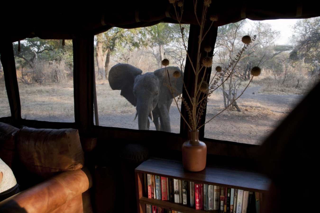 Elephant outside tent - Chada Katavi