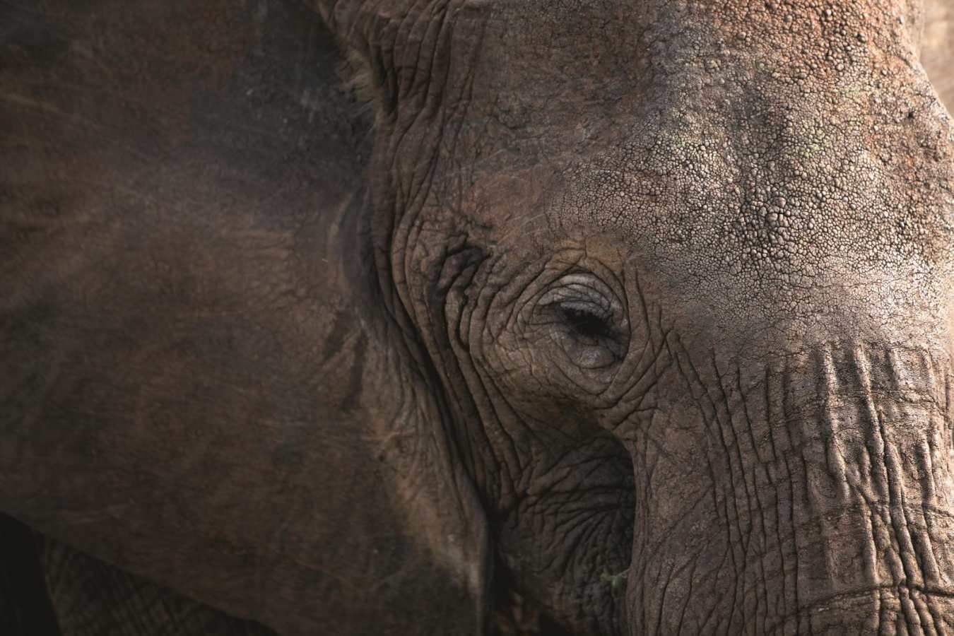 Elephant - Chem Chem