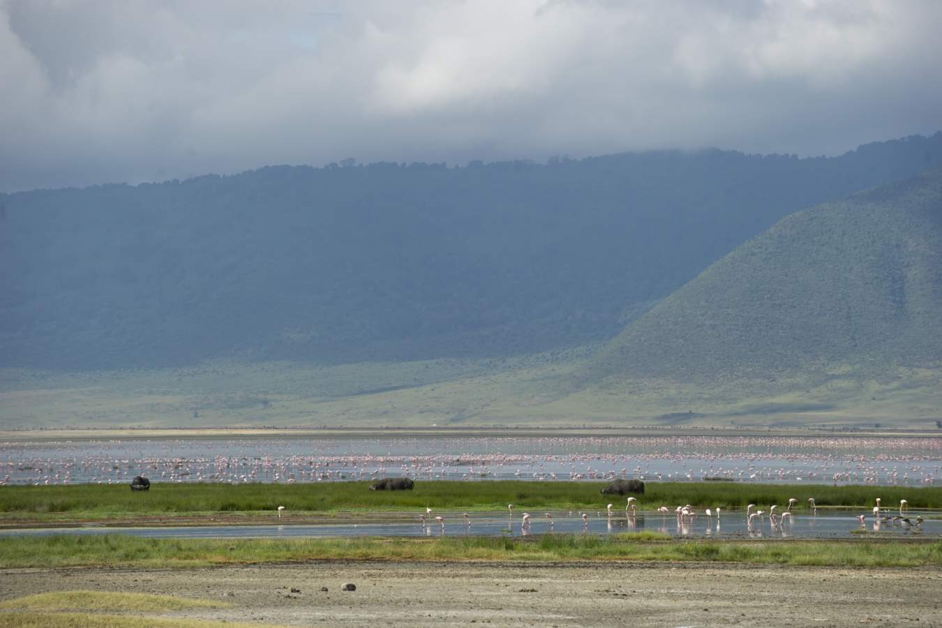 Flamingos - Entamanu Ngorongoro