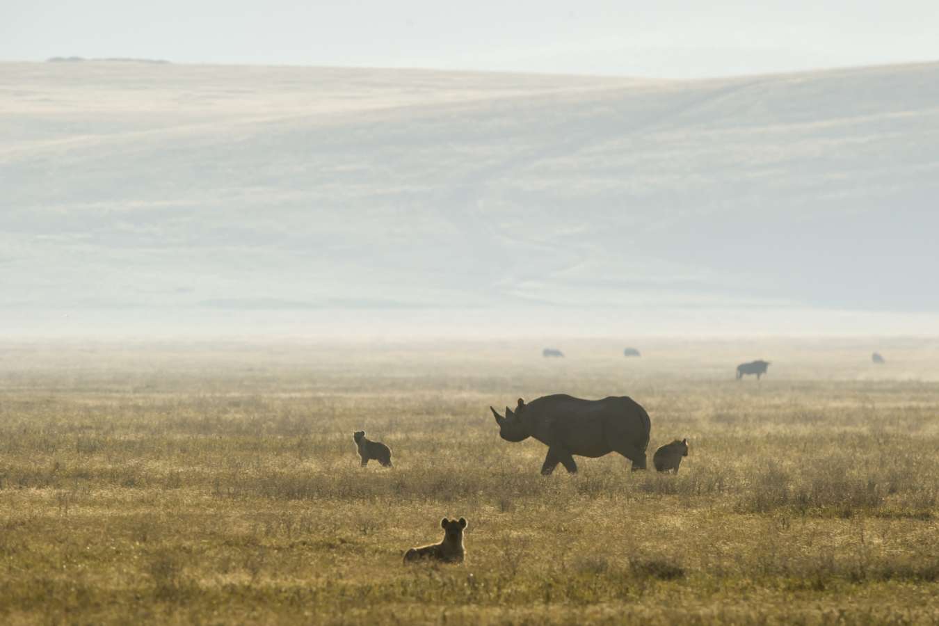 Rhino - Entamanu Ngorongoro