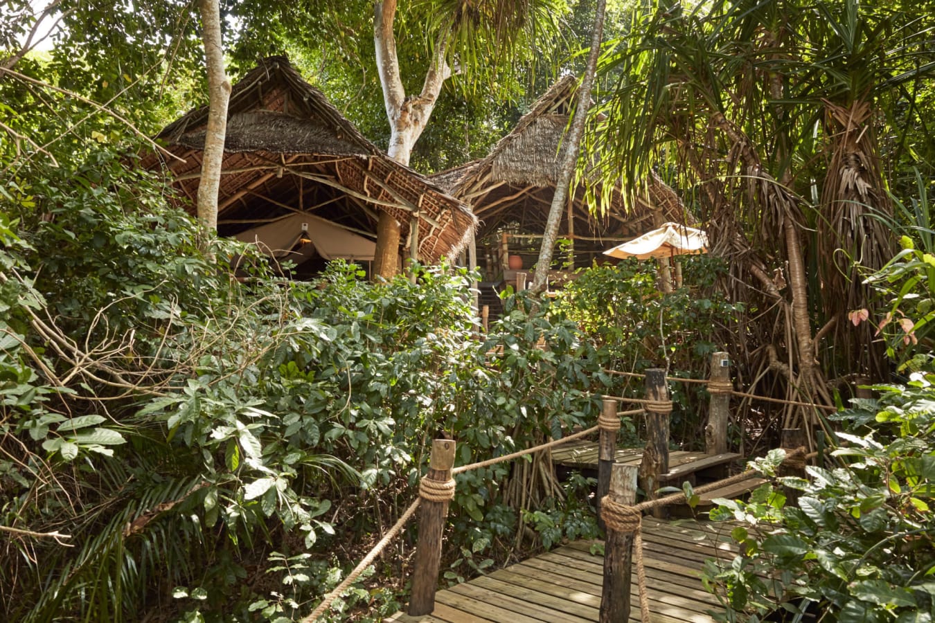 Jungle suite