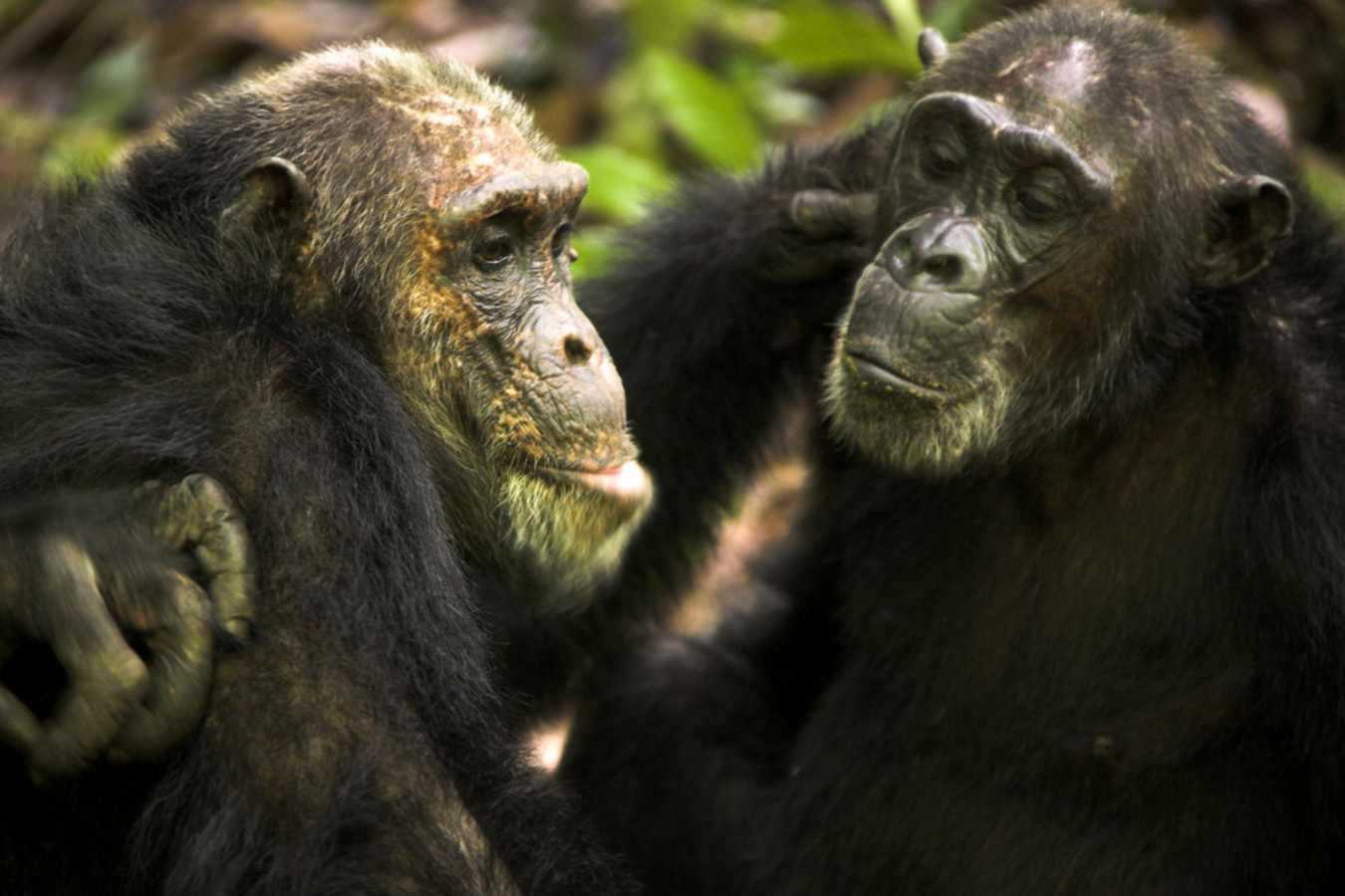 Chimpanzees - Greystoke Mahale