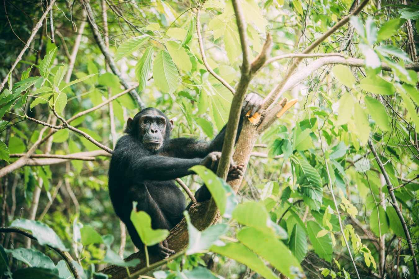 Greystoke Mahale - Chimpanzee