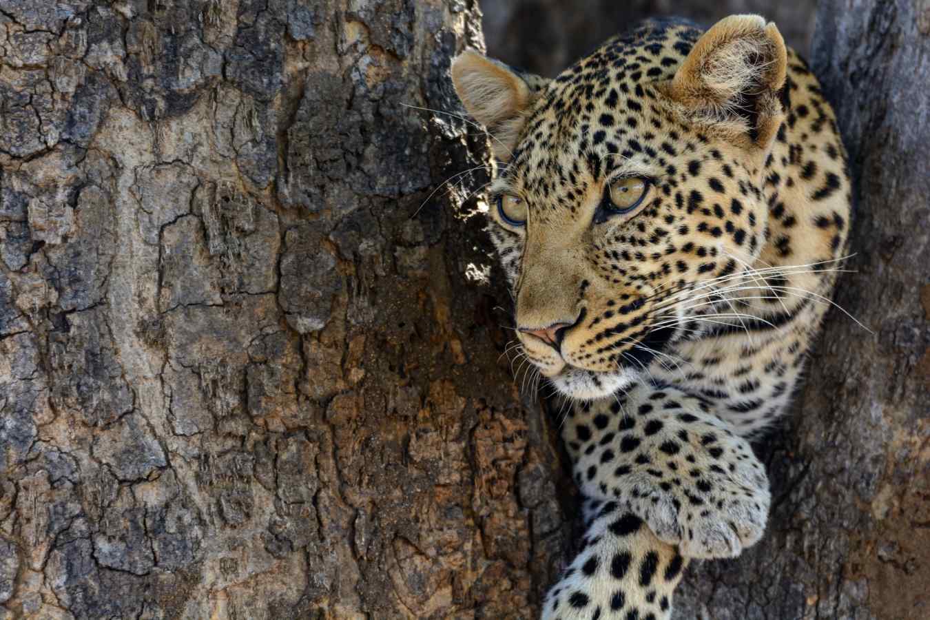 Leopard spotting - Jabali Ridge