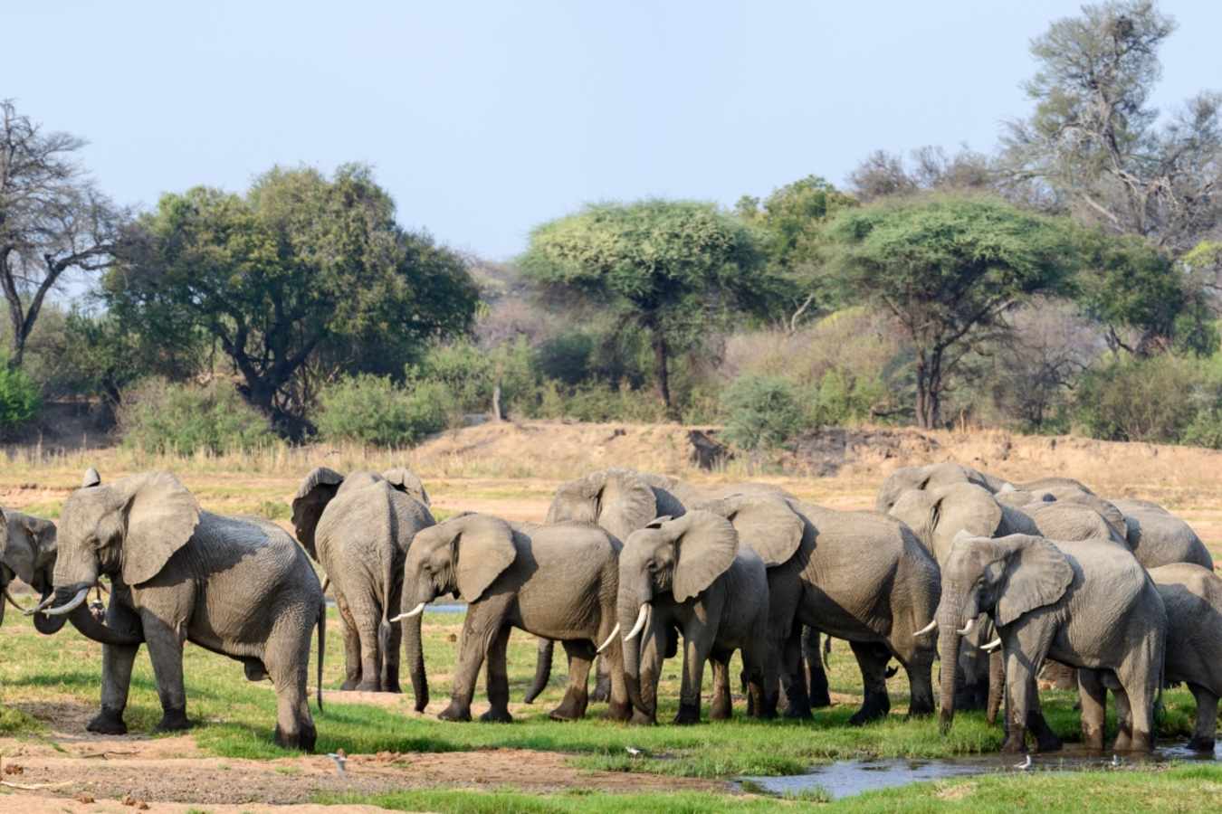 Ruaha elephants - Jabali Ridge