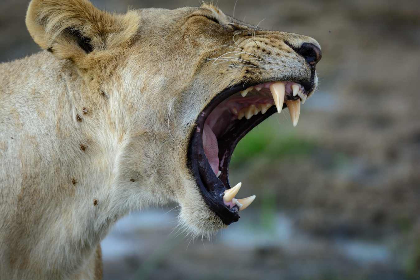 Lioness yawn - Jabali Ridge