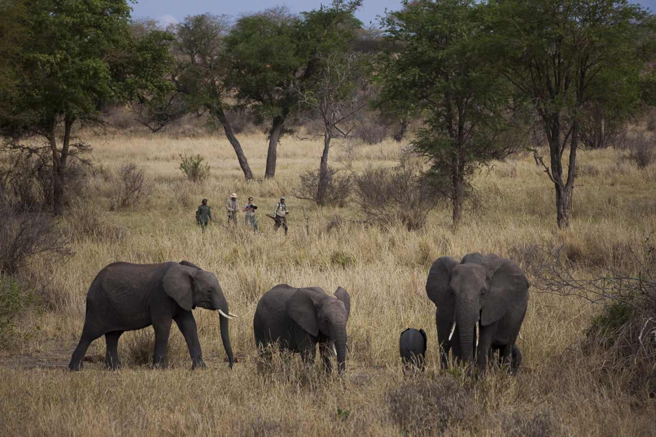 Walking safari - Jabali Ridge