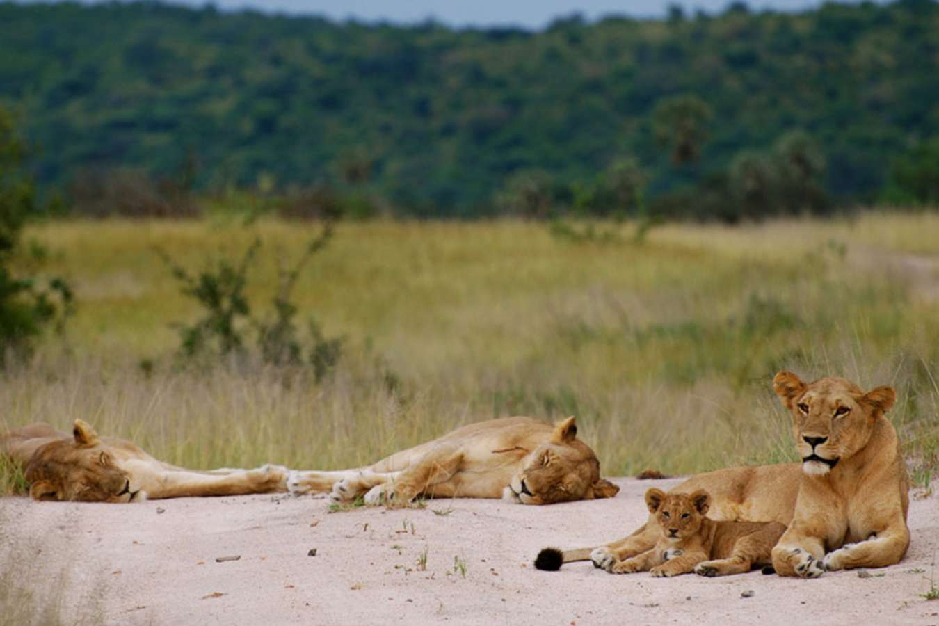 Lion pride - Kigelia Ruaha