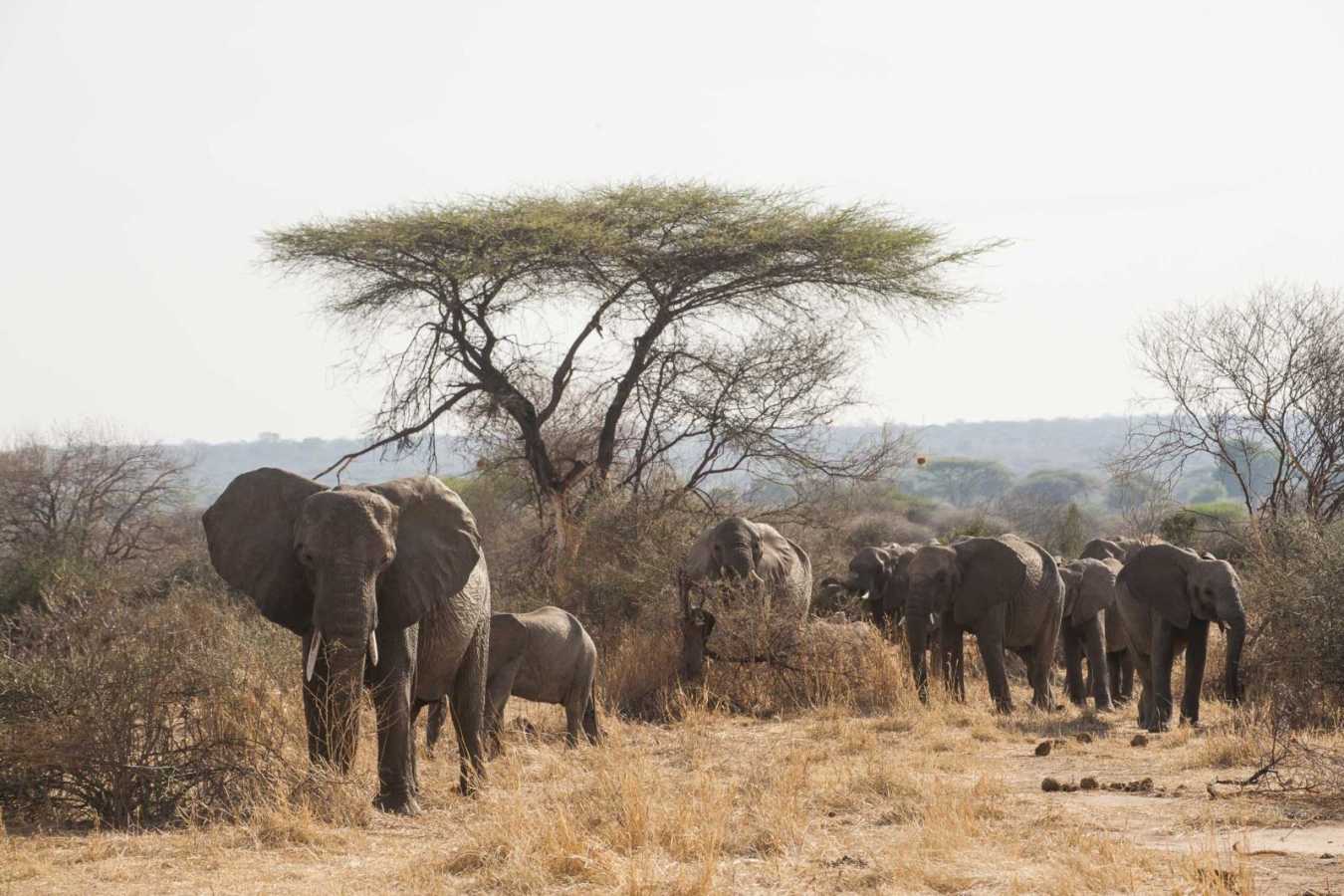 Elephant herd - Kigelia Ruaha