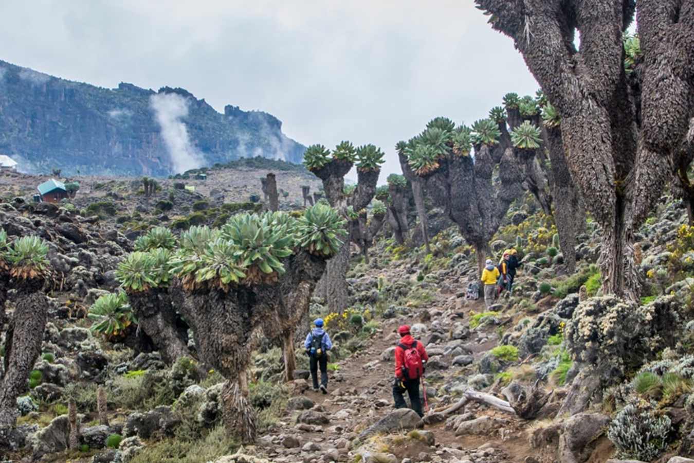 Trekking - Lemosho Route
