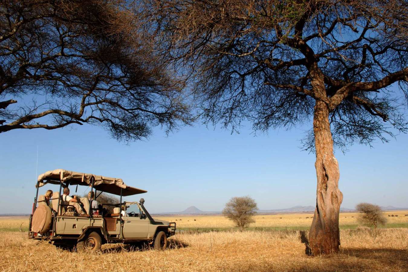 Bush drive - Kuro Tarangire