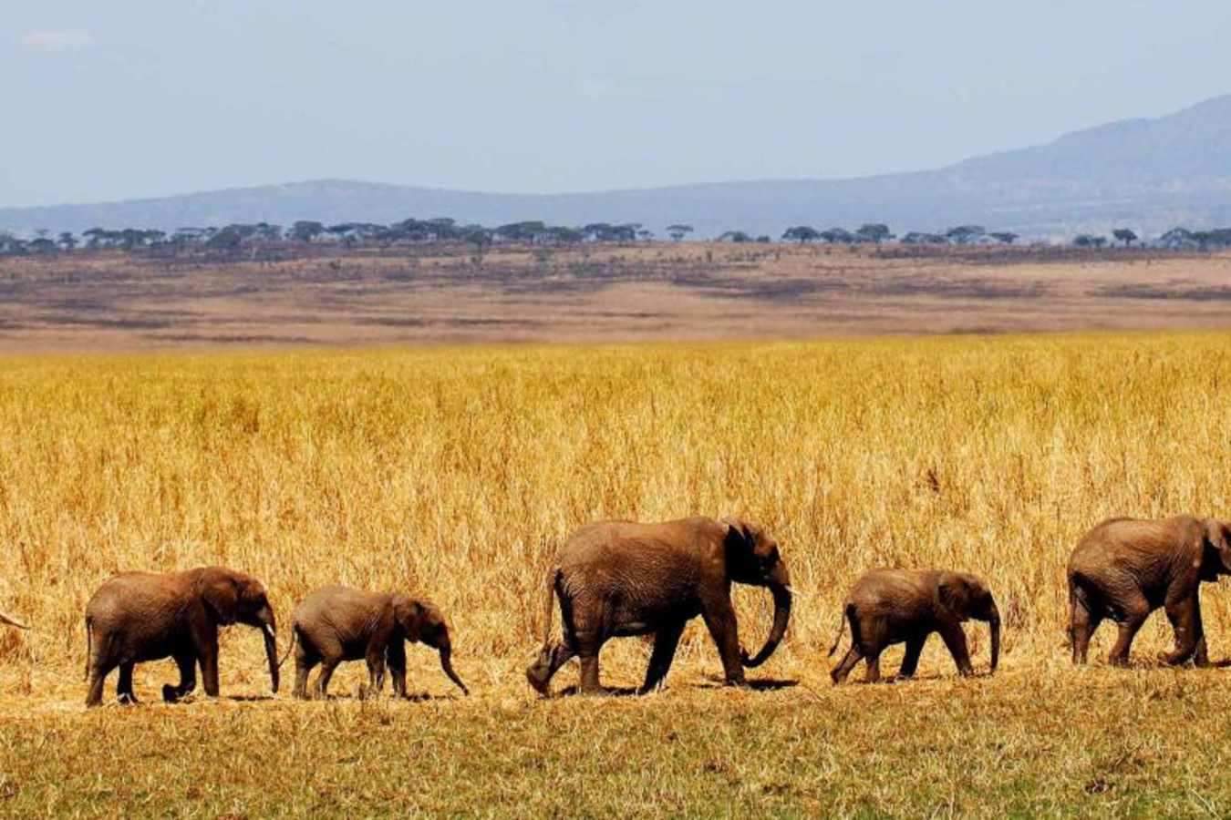 Elephants - Kuro Tarangire