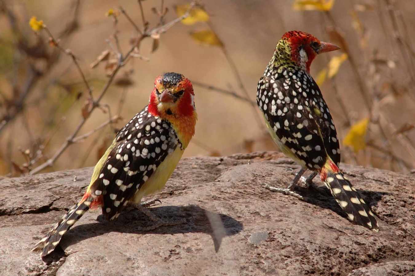 Red-and-yellow barbet - Kuro Tangire