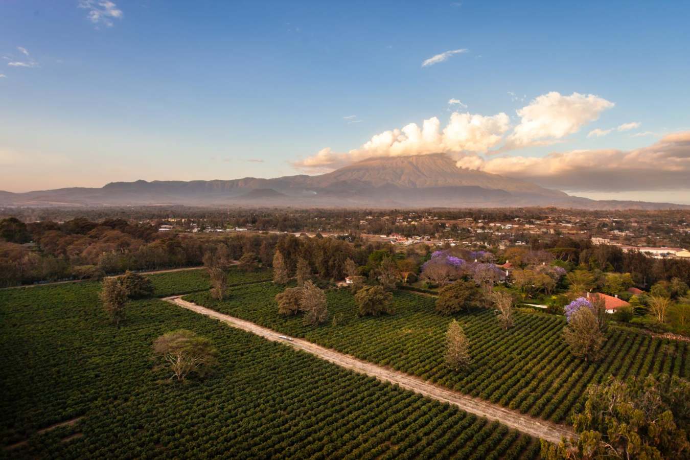 Coffee Plantation - Legendary Lodge