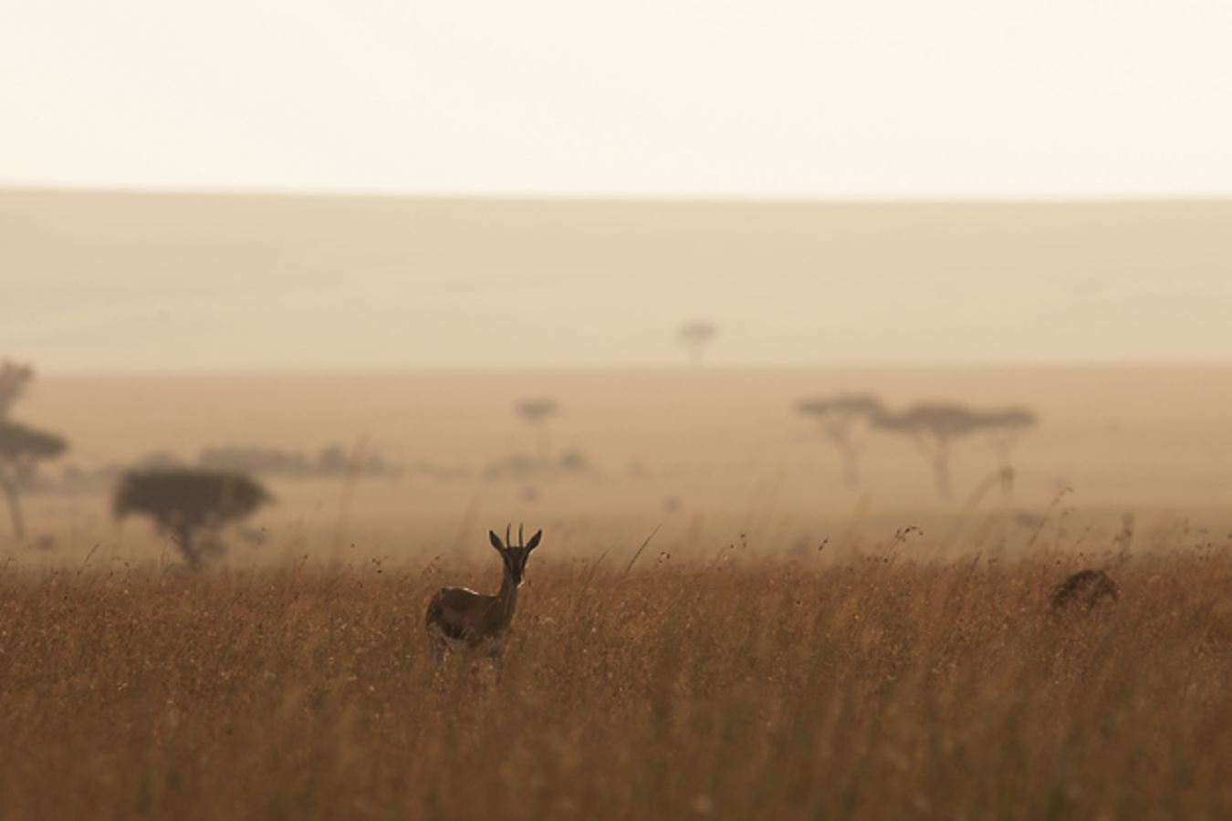 Rolling savannah plains - Mkombe's House at Lamai