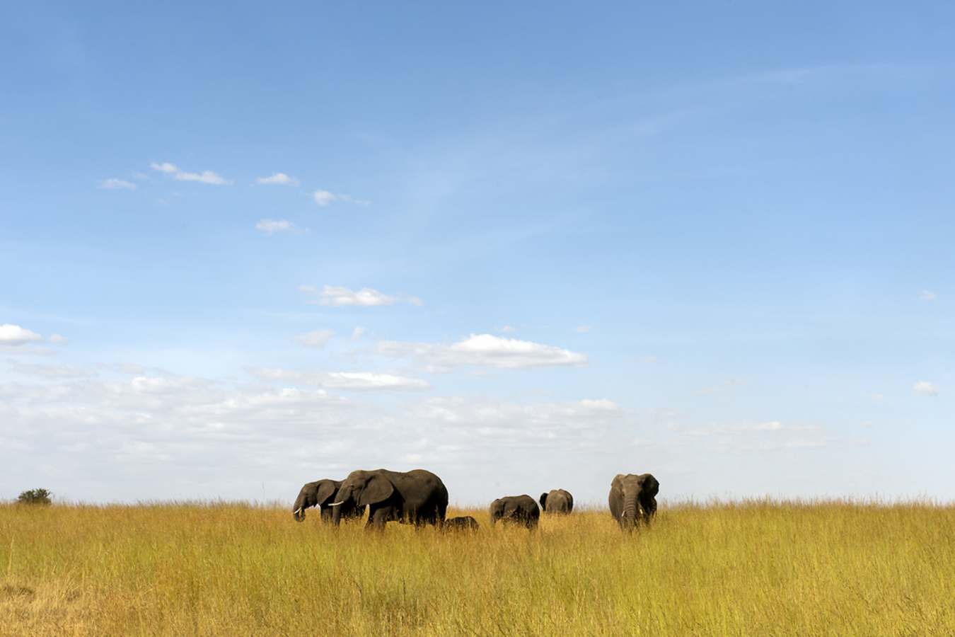 Elephants on the plains - Mkombe's House at Lamai