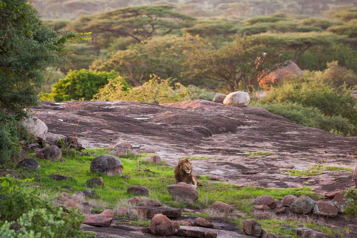 Reserve Safari - Mwiba River Lodge