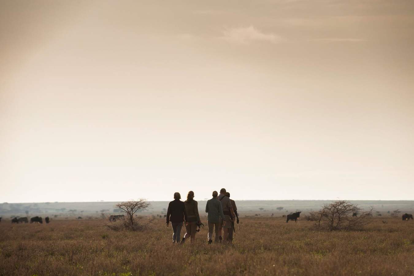Walking safari - Mwiba River Lodge