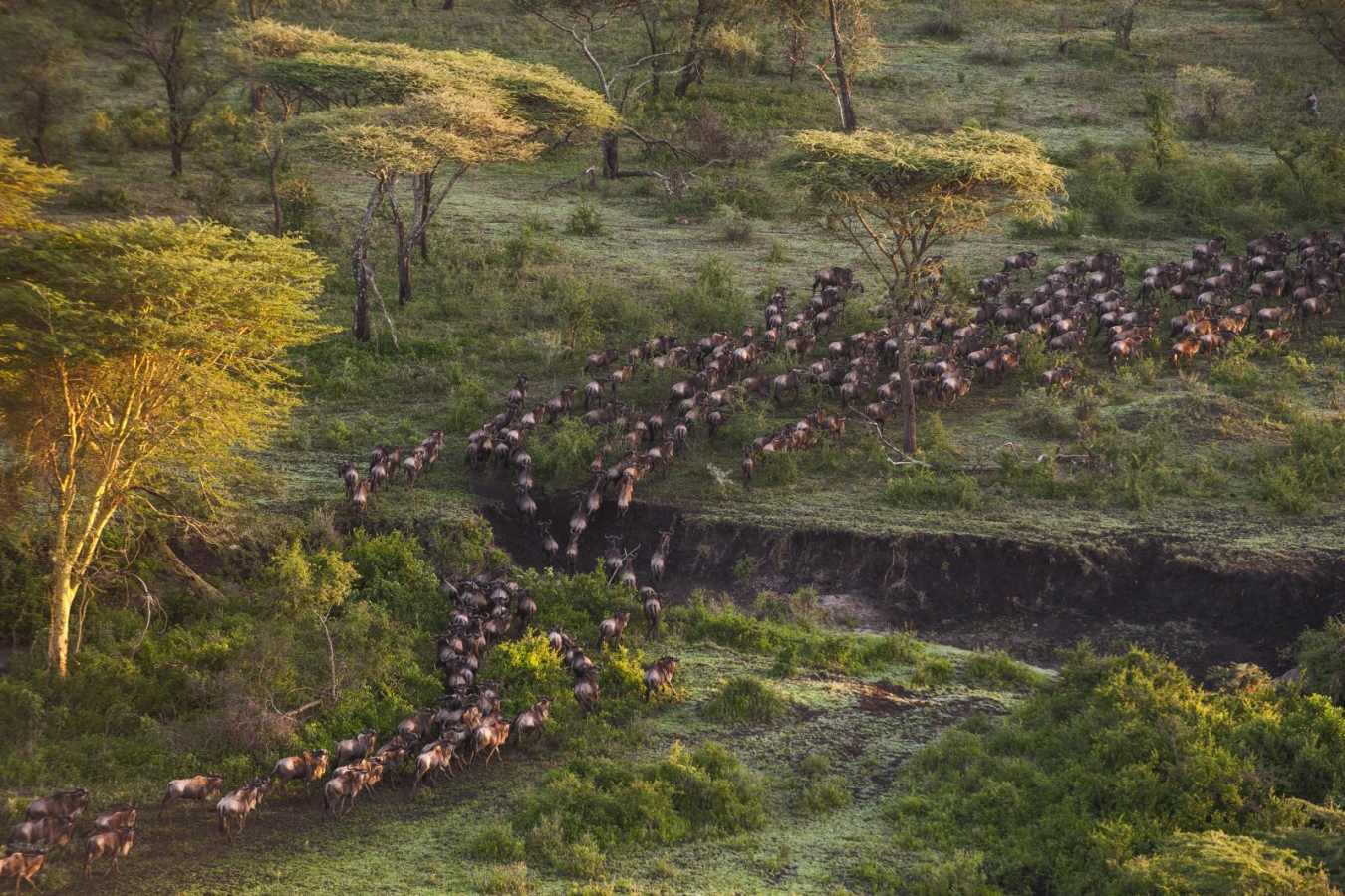 The Great Migration - Mwiba River Lodge