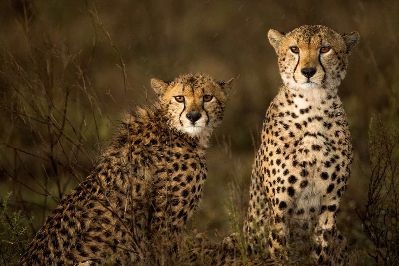 Cheetah at Namiri Plains