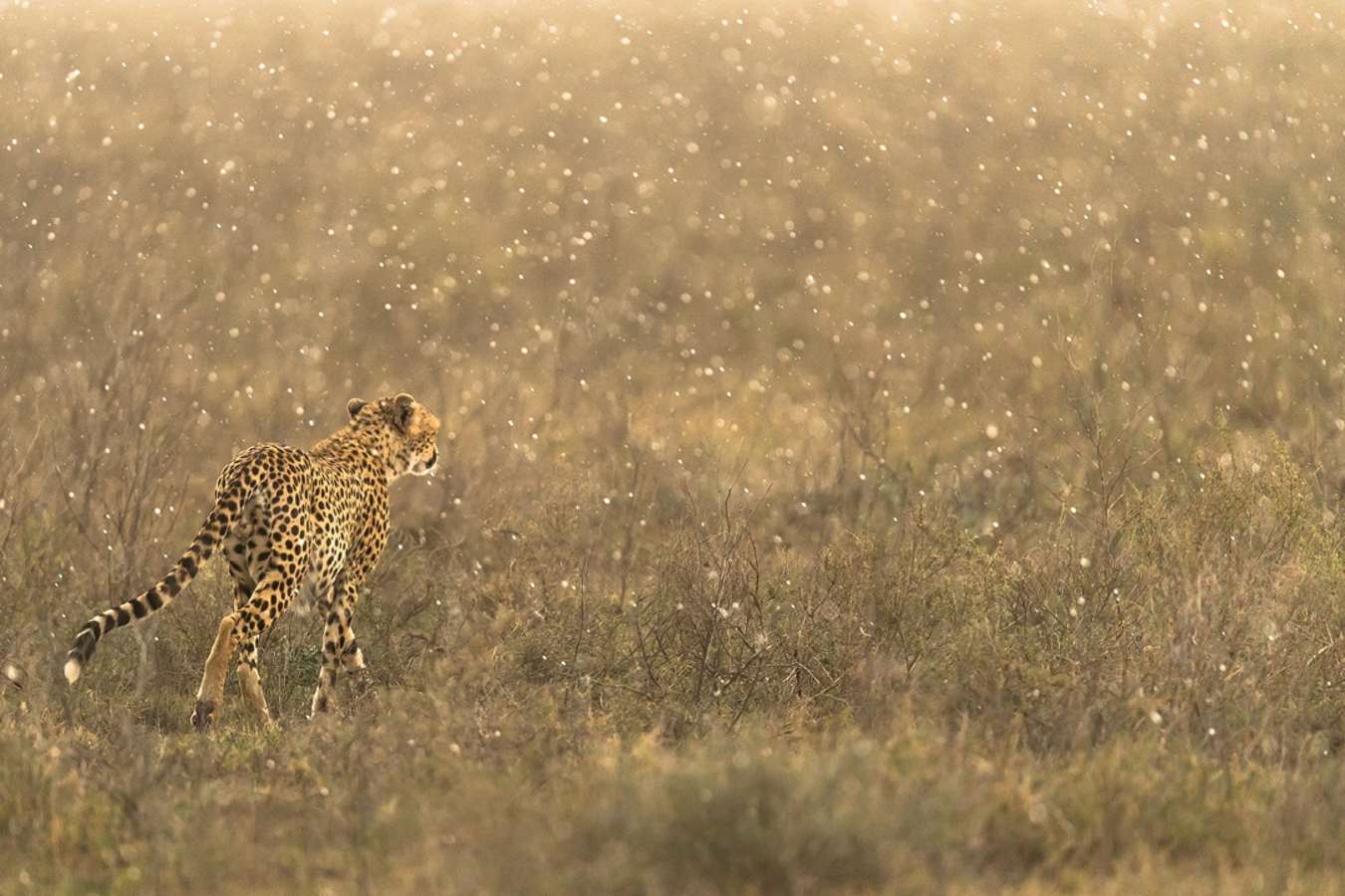 Cheetah at Namiri Plains