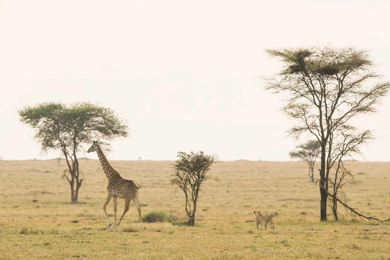 Giraffe at Namiri Plains