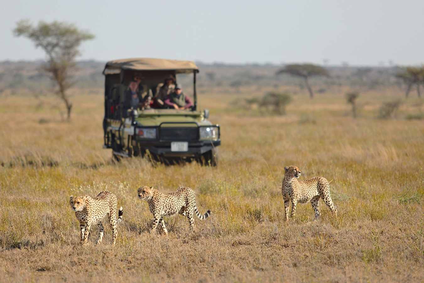Game drive at Namiri Plains