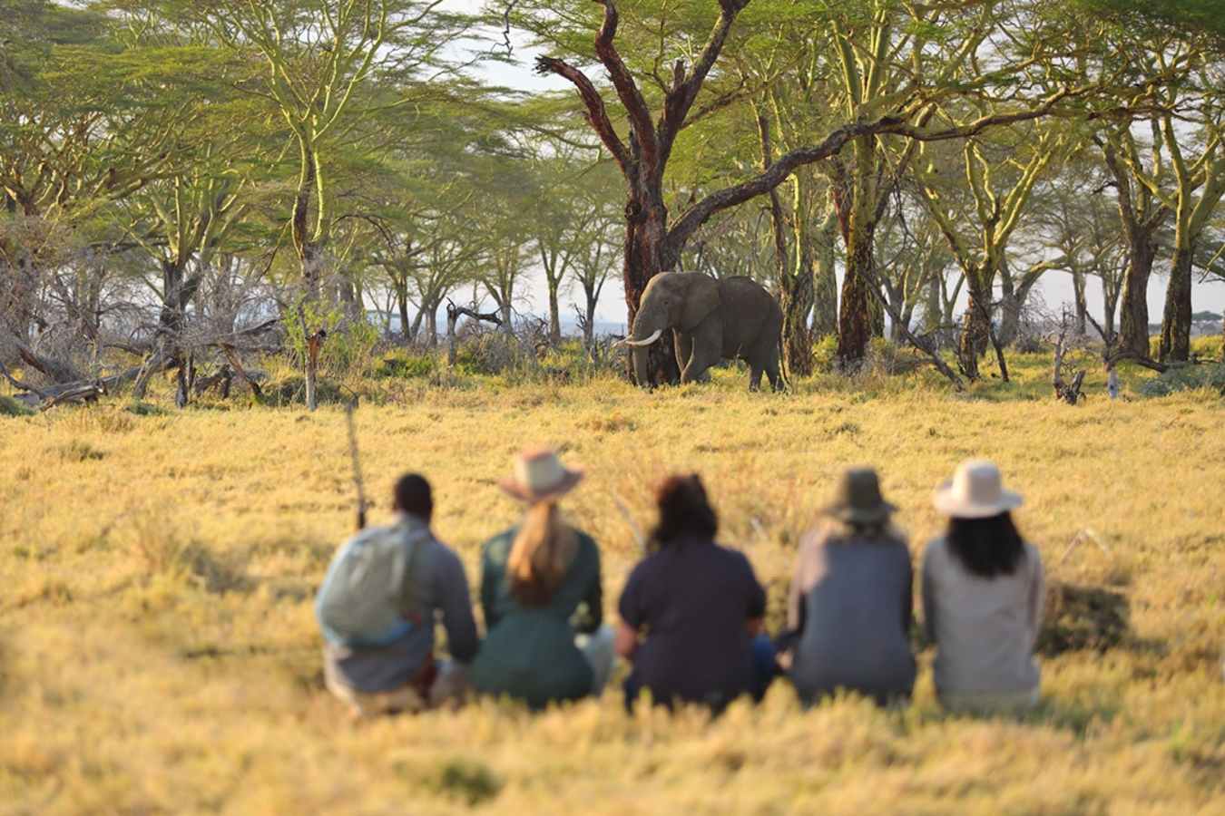 Walking safari at Namiri Plains