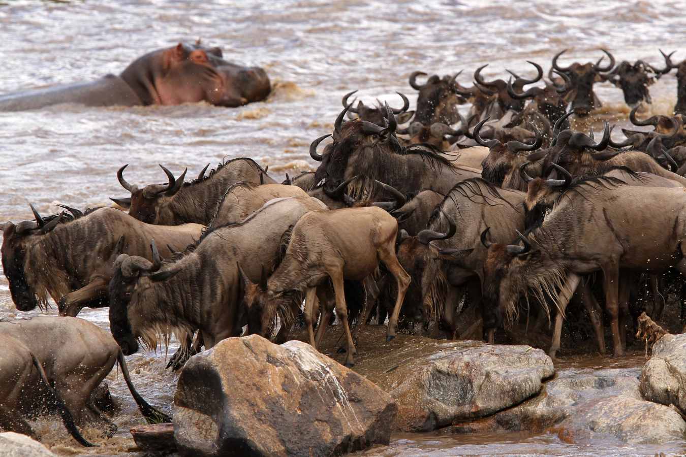 Migration heards