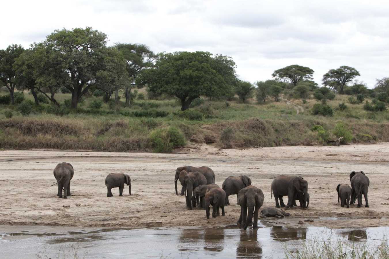 Elephants - Oliver's Camp