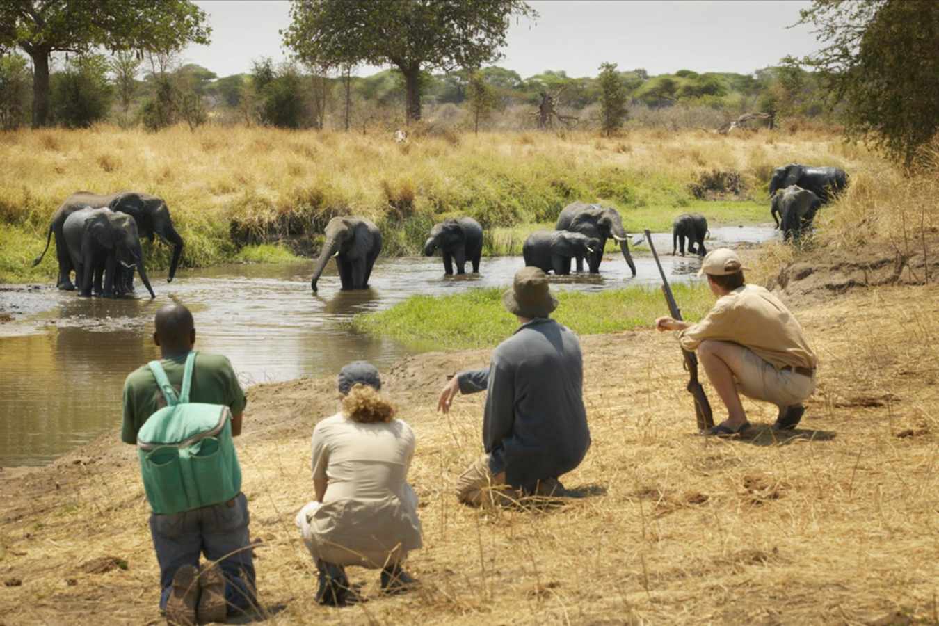 Elephants - Oliver's Camp