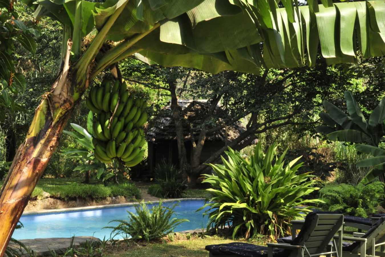 The swimming pool - Rivertrees Country Inn