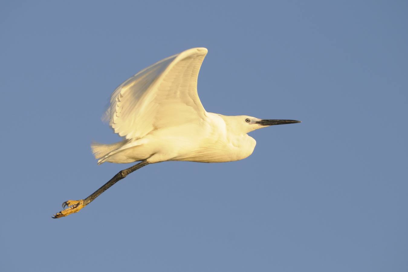 Bird in flight - Roho ya Selous