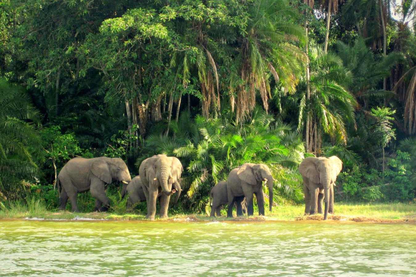 Island Elephants - Rubondo Island Camp