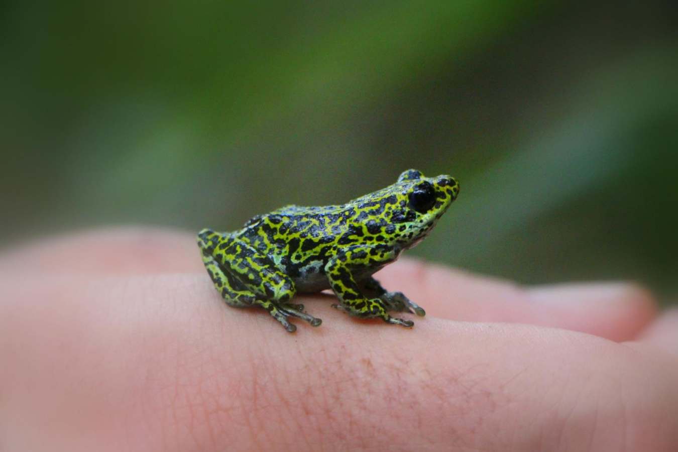 Tree frog - Rubondo Island Lodge