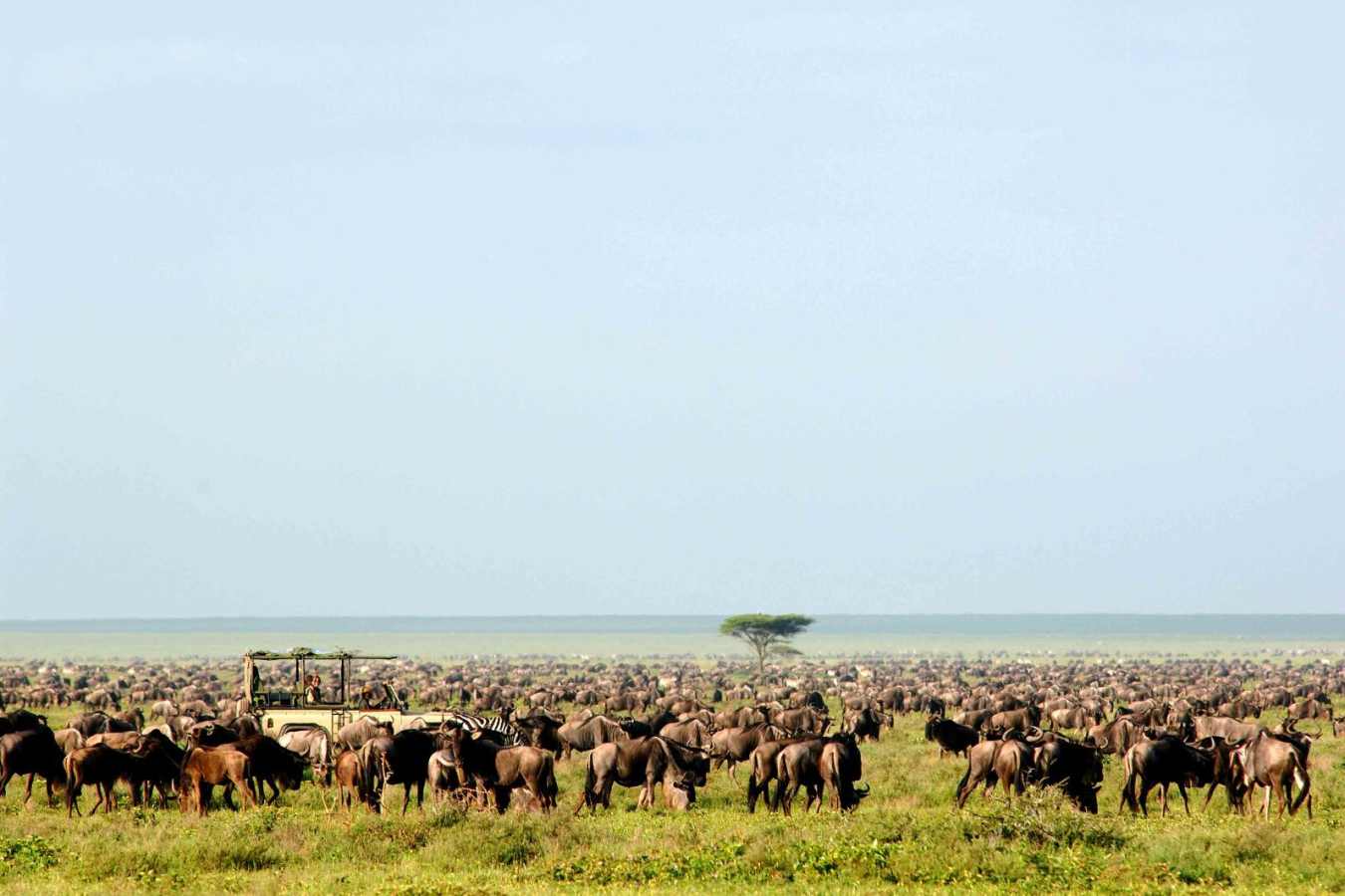 Migration - Serengeti Safari Camp