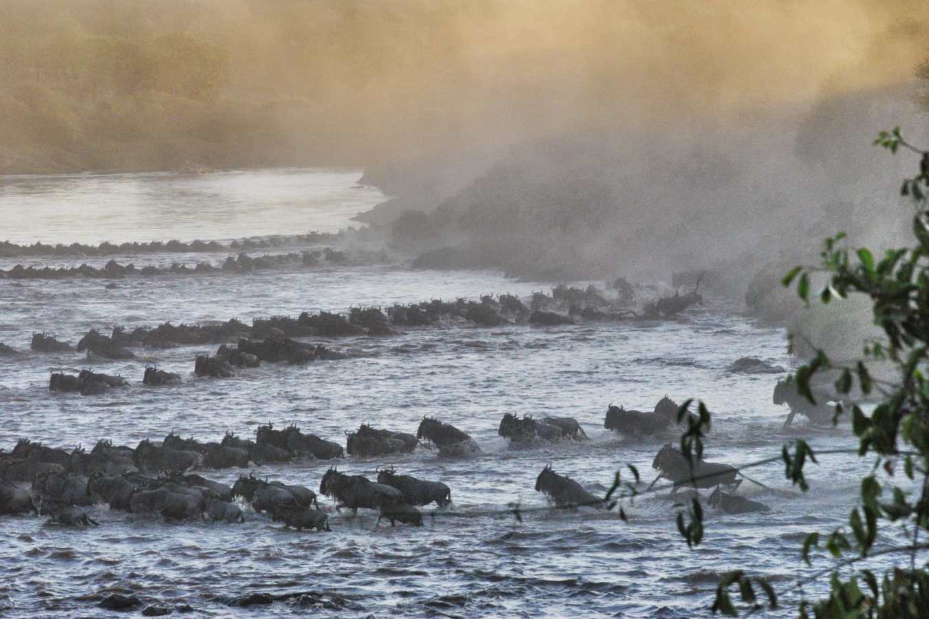 Wildebeest - Serian's Serengeti North Camp
