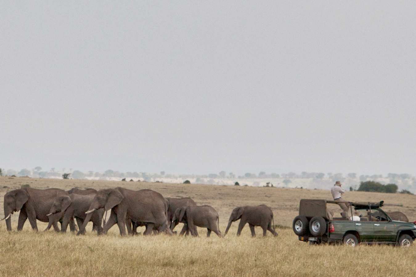 Game drive - Serian's Serengeti North Camp