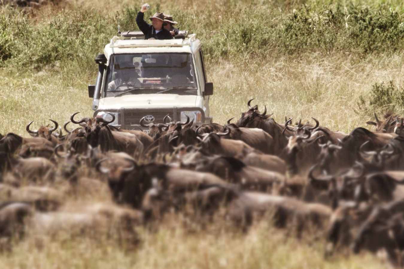 Wildebeest - Serian's Serengeti North Camp