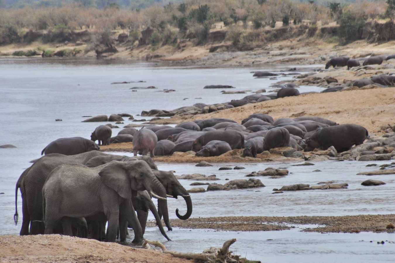 Elephant - Serian's Serengeti North Camp